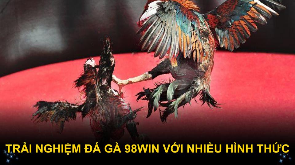 Trải nghiệm đá gà 98WIN với nhiều hình thức đa dạng